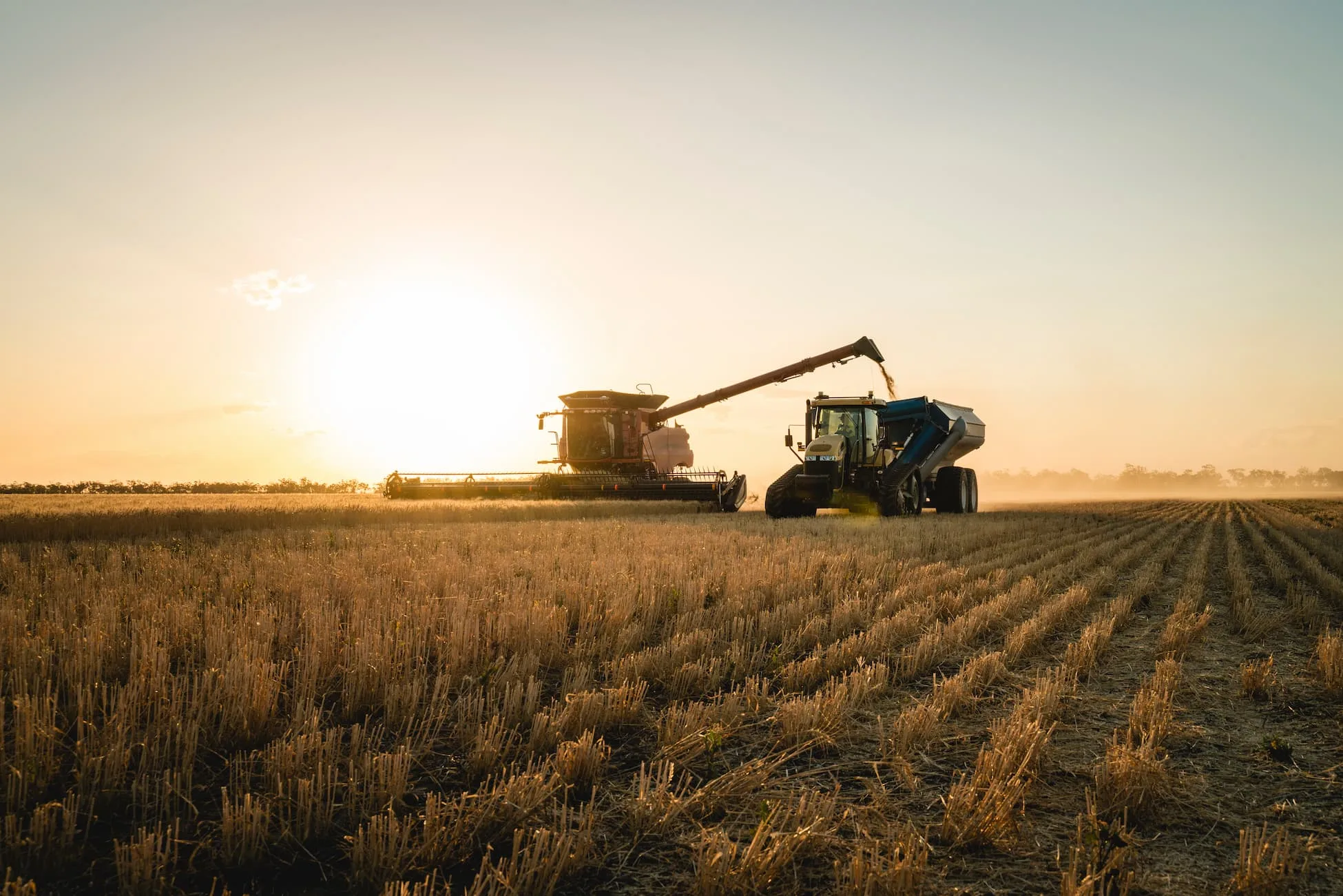 Wheat harvest in Australia with a header and tractor with chaser bin during sunset